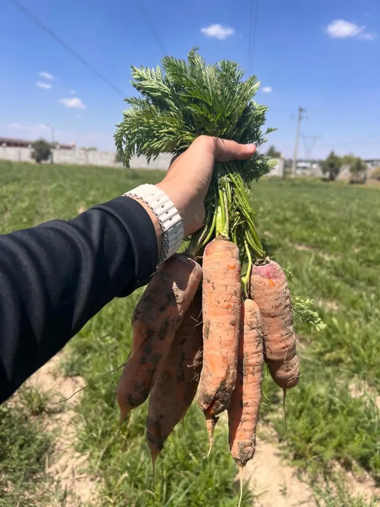 Zanahorias frescas Selectas